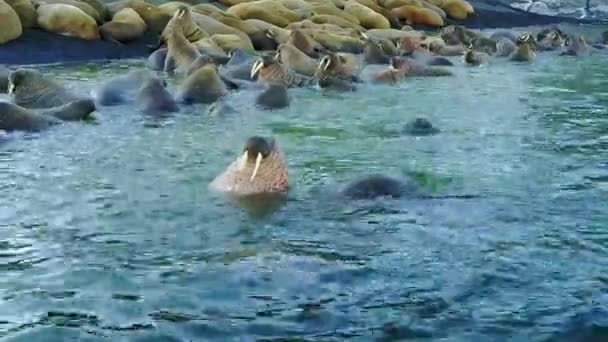 Walruses on shores and water of Arctic Ocean aero view on New Earth. — Stock Video