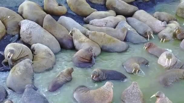 Mroži odpočinek relaxaci na pobřeží a vody Severního ledového oceánu aero pohled na nové zemi. — Stock video