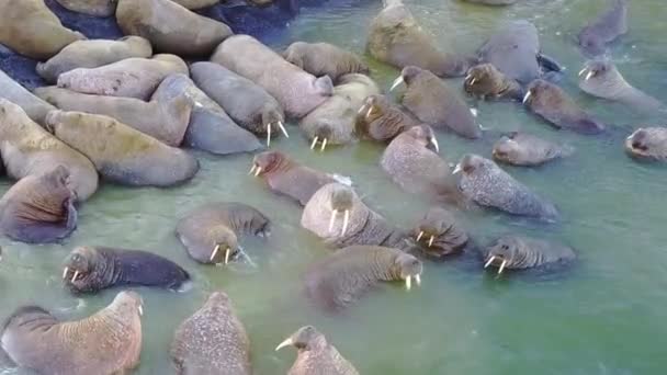 Mroži odpočinek relaxaci na pobřeží a vody Severního ledového oceánu aero pohled na nové zemi. — Stock video