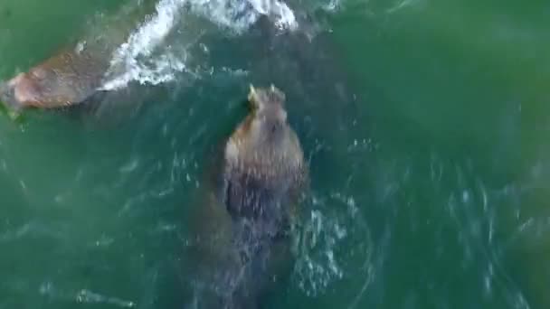Walrosse ruhen sich an der Küste und im Wasser des arktischen Ozeans aus und blicken auf die neue Erde. — Stockvideo