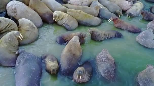 新しい地球の北極海ヘリコプター エアロ ビューの飼料基地のセイウチのリラックスします。. — ストック動画