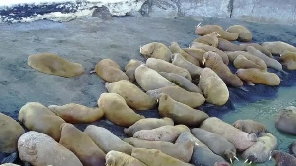 Increíbles morsas en la costa y el agua del Océano Ártico vista aérea en la Nueva Tierra . — Vídeos de Stock