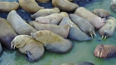 Şaşırtıcı walruses oncoast ve su yeni dünya üzerindeki Arktik Okyanusu aero görünümünün.