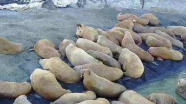 Coastand wter yeni dünya üzerindeki Arktik Okyanusu aero görünümünün üzerinde walruses grup.