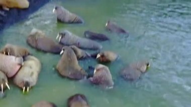 Soğuk su Arktik Okyanusu helikopter aero görünümünün walruses pinniped memelilerde.