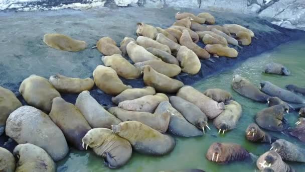 Increíbles morsas en la costa y el agua del Océano Ártico vista aérea en la Nueva Tierra . — Vídeos de Stock