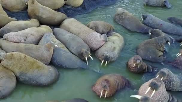 Grupo de morsas en la costa y el wter del Océano Ártico vista aérea en Nueva Tierra . — Vídeos de Stock