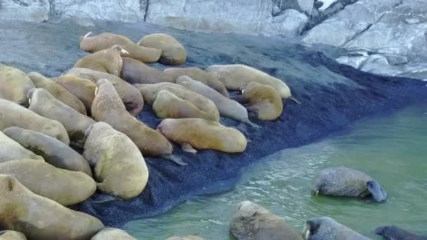 Groupe de morses sur la côte et l'hiver de l'océan Arctique vue aérienne sur la Nouvelle Terre . — Video