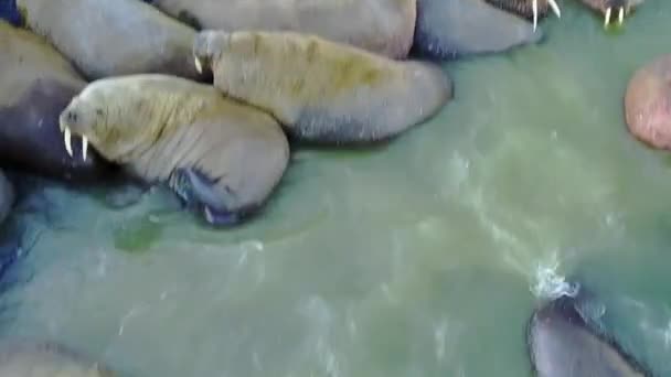 Walruses pinniped mammiferi in acqua fredda dell'Oceano Artico elicottero vista aero . — Video Stock