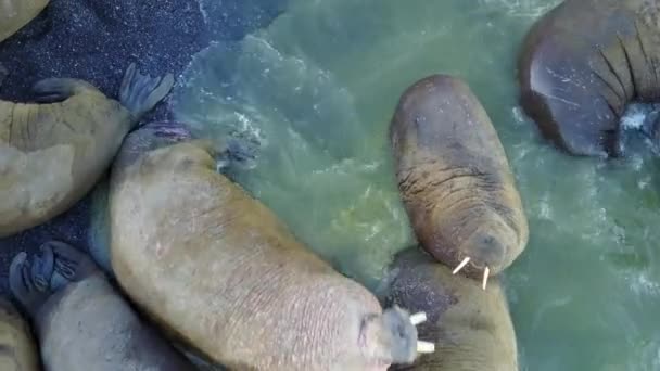 Morsas mamíferos pinchados en agua fría del Océano Ártico vista aérea helicóptero . — Vídeos de Stock