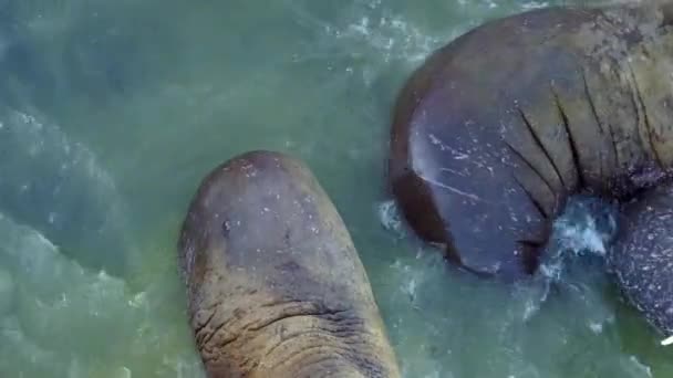 Mroži pinniped savci ve vodě Severního ledového oceánu aero pohled na nové zemi. — Stock video