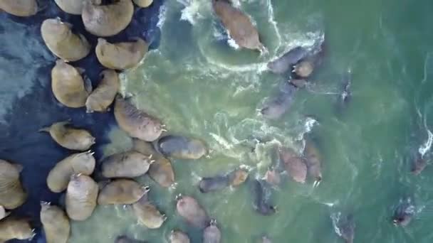 Walrussen pinniped zoogdieren in water van de Noordelijke IJszee aero uitzicht op de nieuwe aarde. — Stockvideo