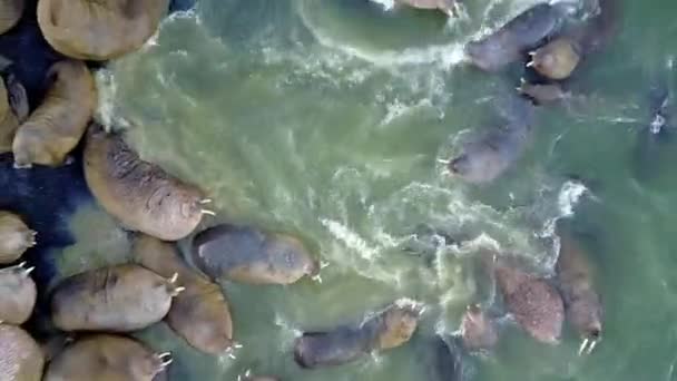 Morsas mamíferos pinchados en el agua del Océano Ártico vista aérea en la Nueva Tierra . — Vídeos de Stock