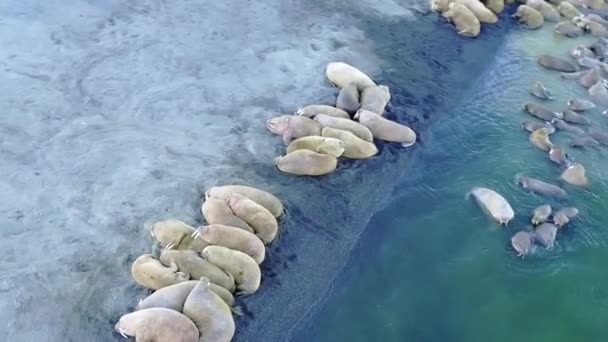 Walruses på kusten Arctic Ocean flygvy panorama cirkulär 360 på New Earth. — Stockvideo