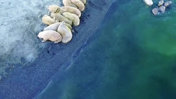 Walrussen aan de kust Arctische Oceaan uitzicht panorama 360 op de Nieuwe Aarde. — Stockvideo