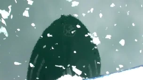Отражение передней части плавучего корабля в водяном зеркале льда Антарктиды Океан . — стоковое видео