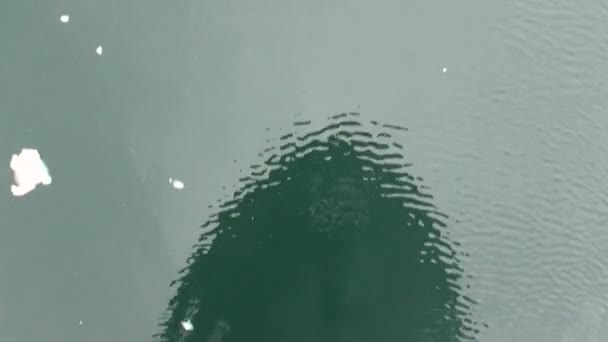 Reflection of front of floating ship in water mirror ice of Antarctica Ocean. — Stock Video