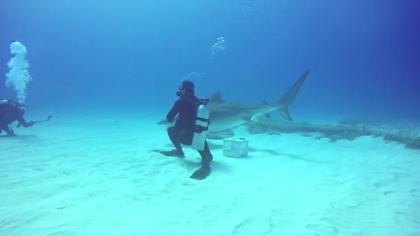 Hajar som dykning under vattnet på sandbotten Tiger Beach. — Stockvideo