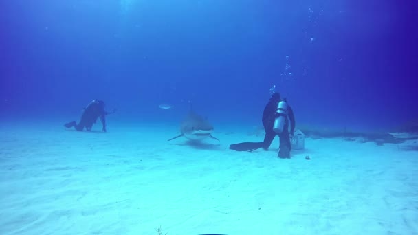 Big Bull Shark com mergulhadores subaquáticos no fundo arenoso de Tiger Beach Bahamas . — Vídeo de Stock