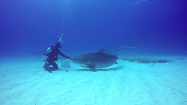 Stor Bull Shark med dykare under vattnet på sandbotten Tiger Beach Bahamas. — Stockvideo