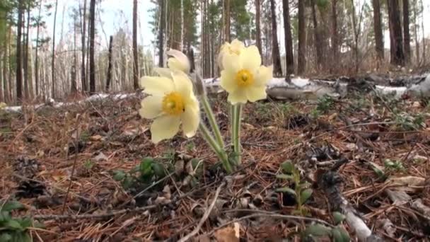 Blommor och växter pÃ ¥stranden av floden i berget Sibirien Ryssland. — Stockvideo