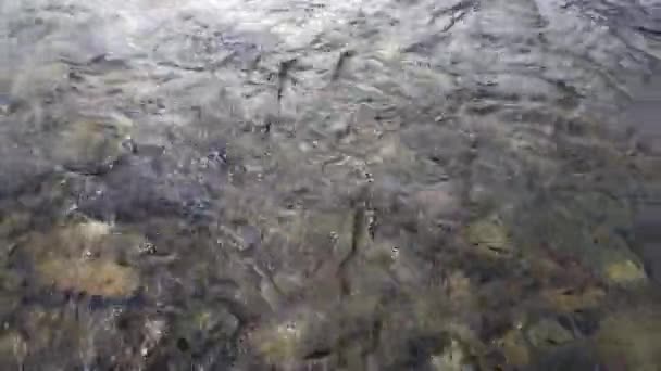 Czysta woda i kamień dno skalne wiosną w górskiej rzece Temnik. — Wideo stockowe