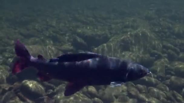 Lipan ryby na háček pod vodou o rybolovu v horské řece Temnik. — Stock video