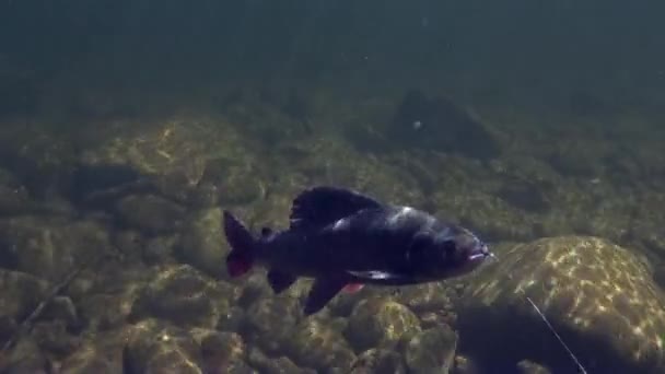 Peixe cinzento no anzol subaquático na pesca no rio Montanha Temnik . — Vídeo de Stock