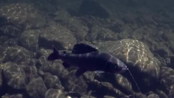 Серая рыба на крючке под водой на рыбалке в горной реке Темник . — стоковое видео