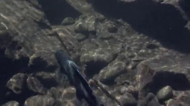 Harr fiskar under vattnet på fiske i Mountain river Temnik. — Stockvideo