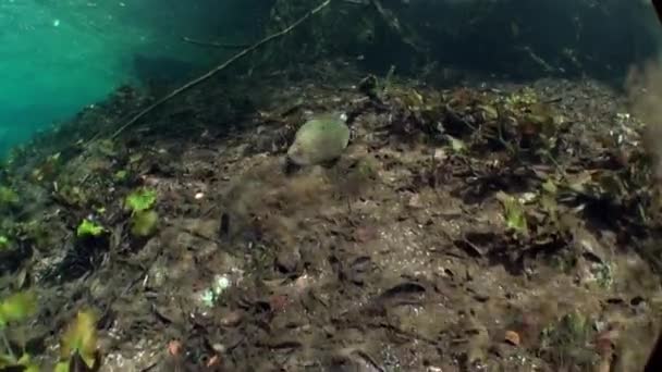 Yucatan Mexico cenotes onderwater. — Stockvideo