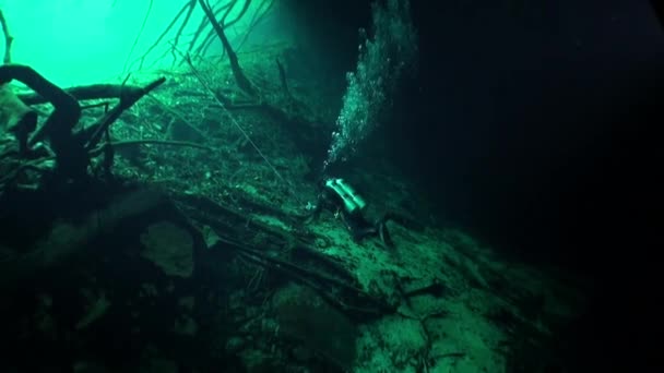 ユカタン半島 cenotes 洞窟で水中の木の根. — ストック動画