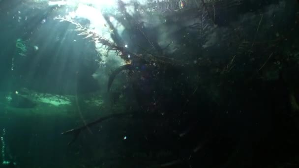 Roots of trees underwater in Yucatan cenotes caves. — Stock Video