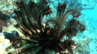 Sualtı video hakkında deniz lily Oligometra Serripinna Shaab Sharm, sakin ol.