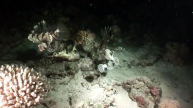 Ortak lionfish ve maskeli kirpi balığı Arothron diadematus Red Sea'deki/daki.