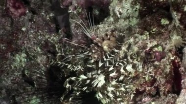 Sualtı video hakkında deniz lily Oligometra Serripinna Shaab Sharm, sakin ol.