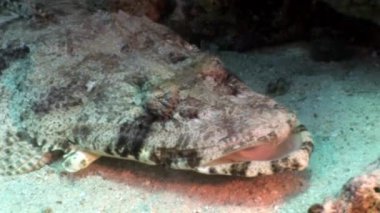 Timsah Papilloculiceps longiceps sualtı Kızıldeniz balık.