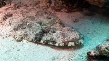 Timsah balık halı flathead sualtı Kızıldeniz.