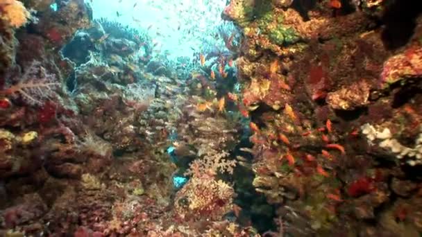 Škola světlé ryb na pozadí různé korály pod vodou červené moře. — Stock video