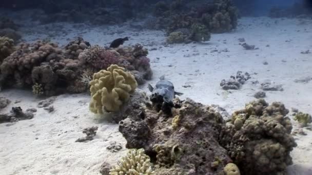 Peixe-papão gigante Arothron stellatus Tetraodontidae subaquático de Shaab Sharm . — Vídeo de Stock
