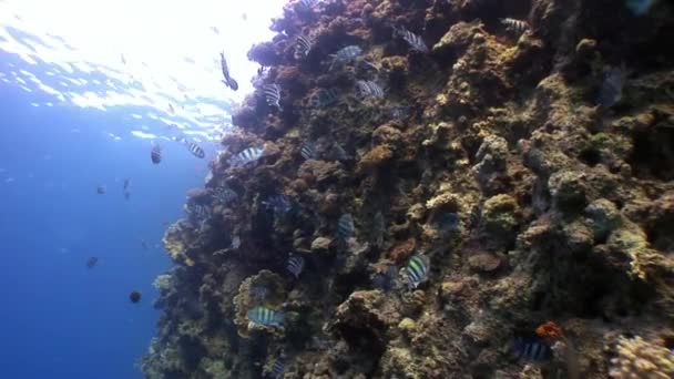 Víz alatti tengeri jellegű, a háttérben a gyönyörű lagúna a Vörös-tenger. — Stock videók