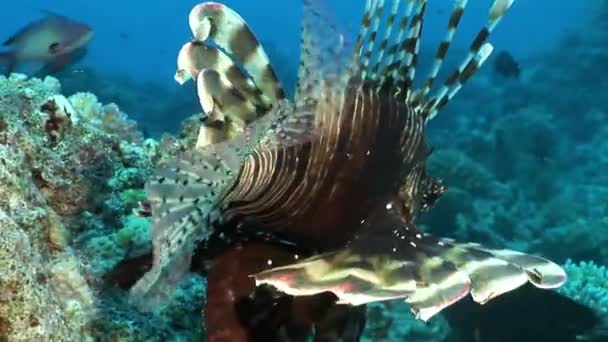 Poisson venimeux rayé Poisson-lion commun Pterois volitans au fond de la mer Rouge . — Video