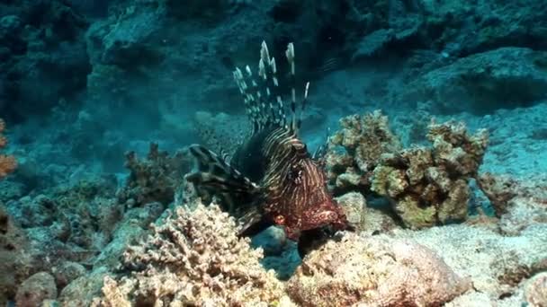 Ortak lionfish Kızıldeniz kumlu alt Pterois volitans. — Stok video
