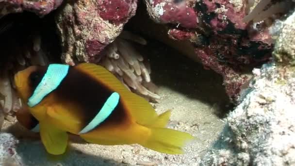 Kırmızı deniz Anemone suyun altında palyaço balığı. — Stok video