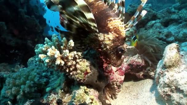 Predador gigante Lionfish comum Pterois volitans caça para peixes no mar Vermelho . — Vídeo de Stock