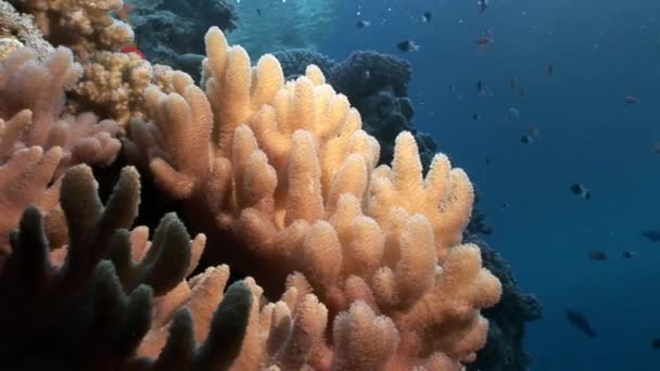 Close-up van koraal onderwater in de rode zee. — Stockvideo