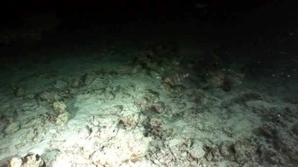 Γιγαντιαίο αρπακτικό κοινή lionfish Pterois volitans hunts για ψάρια σε Ερυθρά θάλασσα. — Αρχείο Βίντεο
