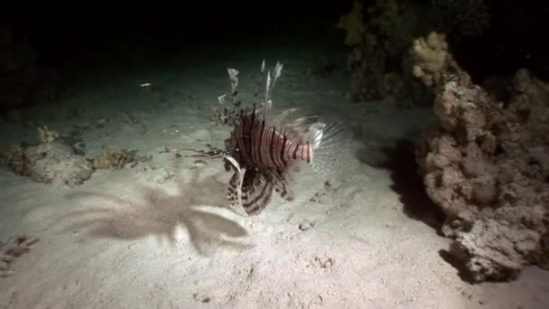 Giant predator gemensamma lionfish Pterois volitans jagar fisk under vattnet. — Stockvideo