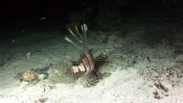 Óriás ragadozó közös lionfish Pterois volitans vadászik, a hal, a Vörös-tenger. — Stock videók