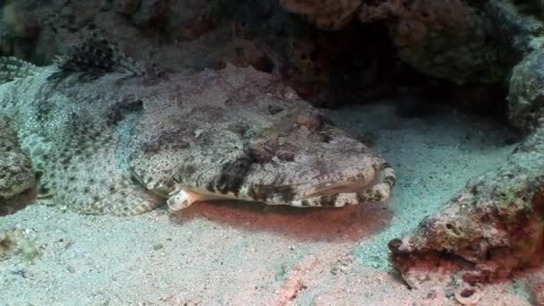 Peixe-crocodilo tropical subaquático Mar vermelho . — Vídeo de Stock